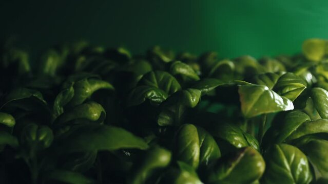 Italian cultivation of fresh basil