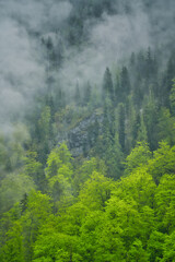 Dramatic fog over intensive green forest and dark mood in the mountains - Obersee Königssee Alps