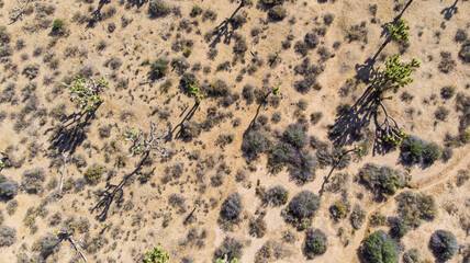 Aerial view of a desert landscape with Joshua trees