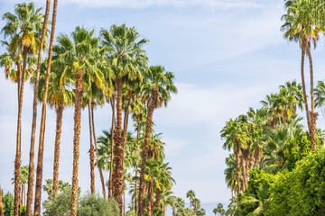 Obraz premium Beautiful green palm trees in front of a blue sky