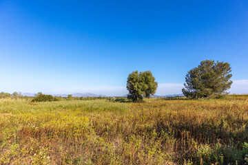 Fototapeta premium Wiese im Frühling auf Mallorca / Majorca