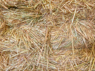 Straw, dry straw, texture background