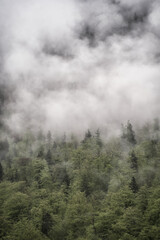 Dramatic fog over green forest and dark mood in the mountains - Obersee Königssee Alps