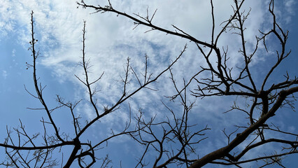 branches against blue sky