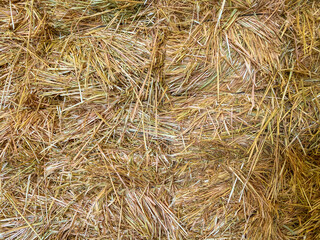 Straw, dry straw, texture background