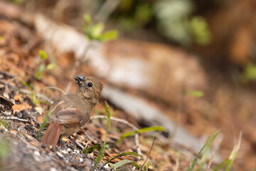 Juvenile northern cardinal (Cardinalis cardinalis) in Sarasota Florida (species ID tentative)