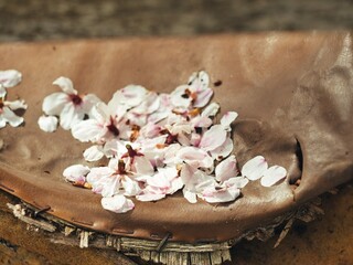 日本の川近くに咲いている桜