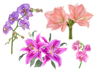 Watercolor exotic flowers, orchids, amaryllis, lilies isolated on white background.