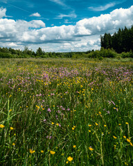 Wilde Blumenwiese