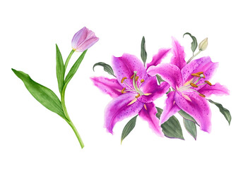 Watercolor flowers, tulip, pink lilies isolated on white background.