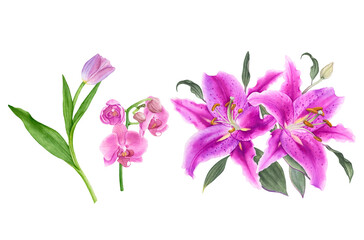 Fototapeta na wymiar Watercolor exotic flowers, pink tulip, orchids, liles isolated on white background.