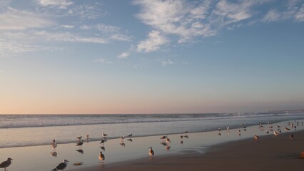 Seagull birds by ocean water on beach, sea waves at sunset in California, USA. Flock or colony of avian on coast littoral sand of pacific shore, many sea gulls and seascape at sundown on Mission beach