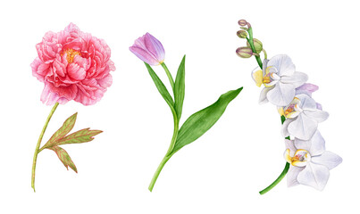 Watercolor flowers, pink peony, tulip, 
white orchids isolated on white background.