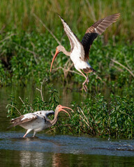 Juvenile Ibis behaving like juveniles in the wetlands near Houston