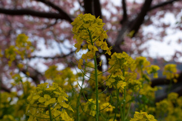 leaves on tree