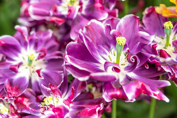 Tulipany w ogrodzie. Piękne i niespotykane często odmiany tulipanów. - obrazy, fototapety, plakaty