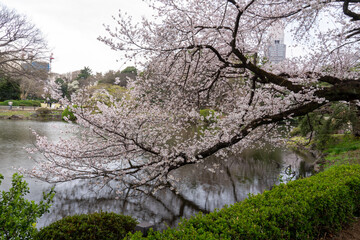 blooming tree