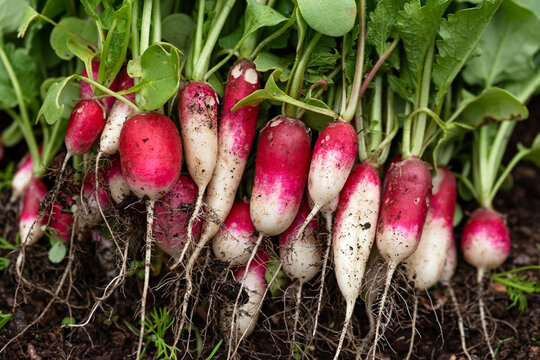 Organically Grown French Breakfast Radish, Freshly Harvested