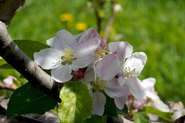 Frische blüten an einem Apfelbaum im Frühling