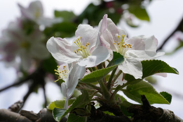 Frische blüten an einem Apfelbaum im Frühling