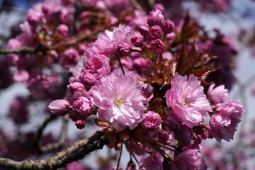 Blühender japanischer Kirschblütenbaum