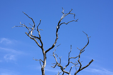 Fototapeta na wymiar Die Äste eines toten Baum ragen einsam in den blauen Himmel