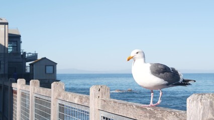 Waterfront wooden boardwalk, Monterey California USA. Beachfront promenade on piles, pillars or pylons, ocean sea water and bay aquarium, Cannery Row street. Waterside resort. Seagull bird on railings