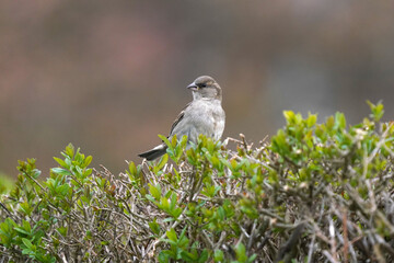Ein Spatz sitzt auf der Hecke und schaut um sich.