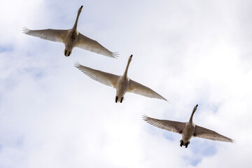 空を飛ぶ白鳥