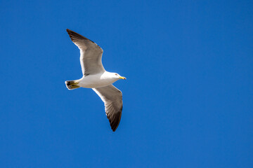 空を飛ぶカモメ