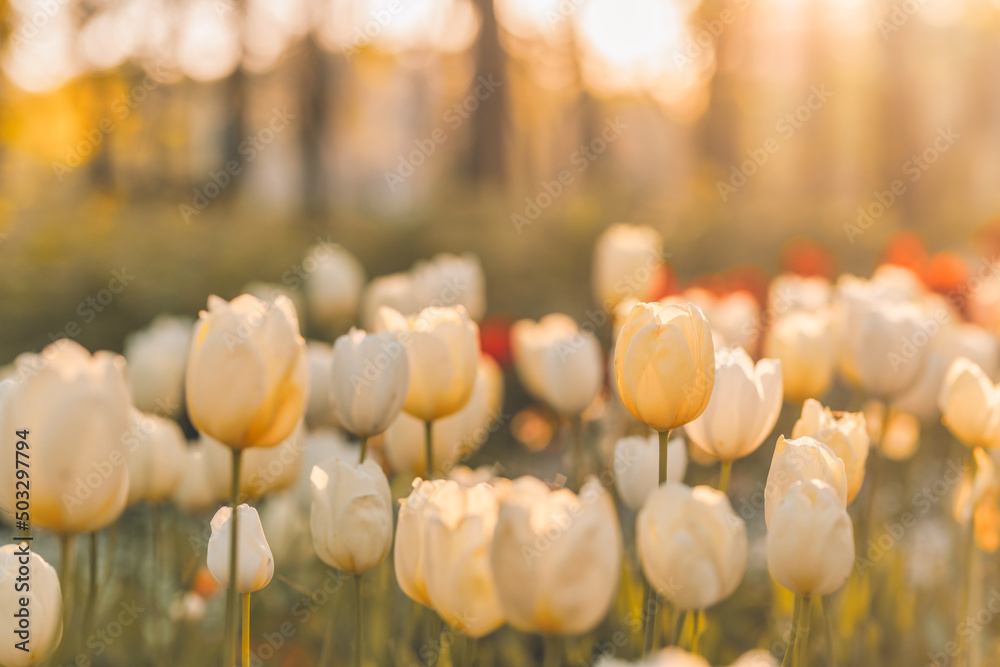 Poster Abstract warm landscape of white tulips, blurred grass meadow on warm golden hour sunset or sunrise. Tranquil spring nature field landscape banner. Beautiful dusk sundown, dawn pastel natural sunlight