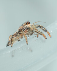 Springspinne mit Beute