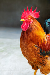 A beautiful rooster in front of a blurred background. Farm animal theme.