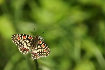 butterfly on a flower
Zerynthia rumina 