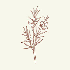 Hand drawn westringia illustration. Australian native flower