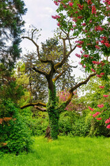 fanciful tree on a spring meadow