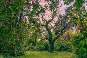 fanciful tree on a spring meadow