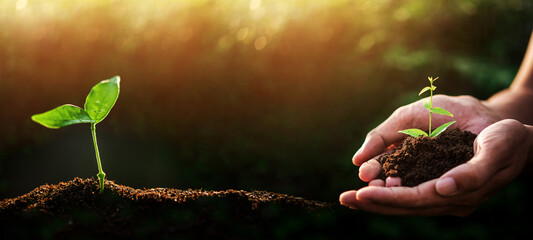 Hand of someone holding sapling growing from the soil with sunlight. The new life plane beginning...