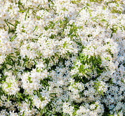 White blossom flowers Background. Choisya ternata - Oranger du Mexique - Aztec Pearl. mexican orange blossom flowers. White aromatic flowering Mexico plant, Popular tropical cultivated shrub