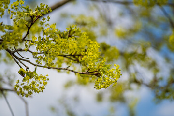 Ash blossom in May. Moscow region, Russia