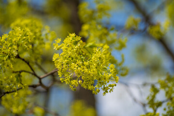 Ash blossom in May. Moscow region, Russia
