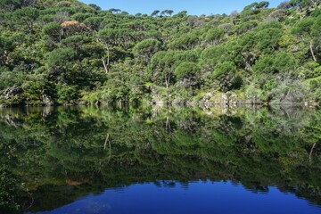 reeds in the lake