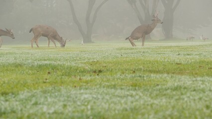Wild deer defecating or peeing while grazing on green lawn, foggy forest trees. Young animal...