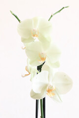 bouquet d'orchidées
