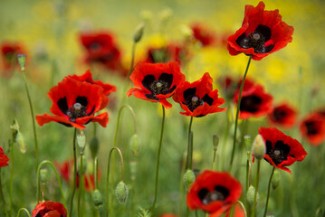 Fototapeta premium Beautiful red poppies and yellow flowers against the background of green grass. Background. Nature. Can used as a background or screen saver on phone or computer monitor. A picture for the interior.