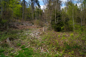 Bavarian Forest in spring with fresh greenery and blossoming trees