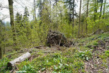 Bavarian Forest in spring with fresh greenery and blossoming trees