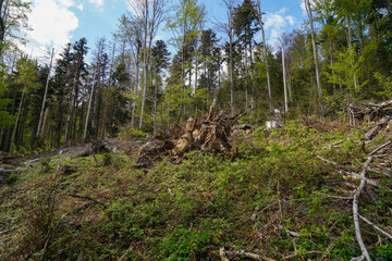 Bavarian Forest in spring with fresh greenery and blossoming trees