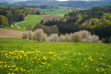 Bavarian Forest in spring with fresh greenery and blossoming trees