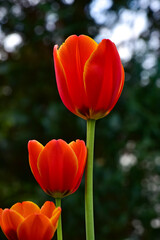 Fresh spring tulips growing in the garden